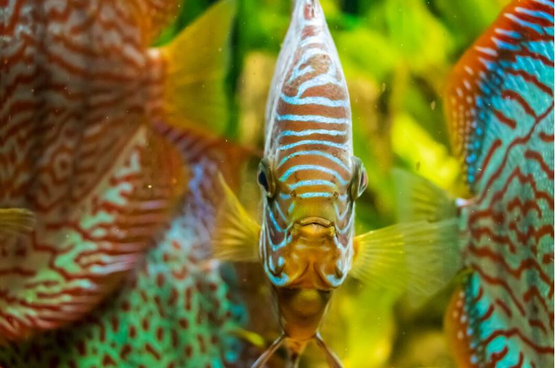 List of most expensive Tropical Fish