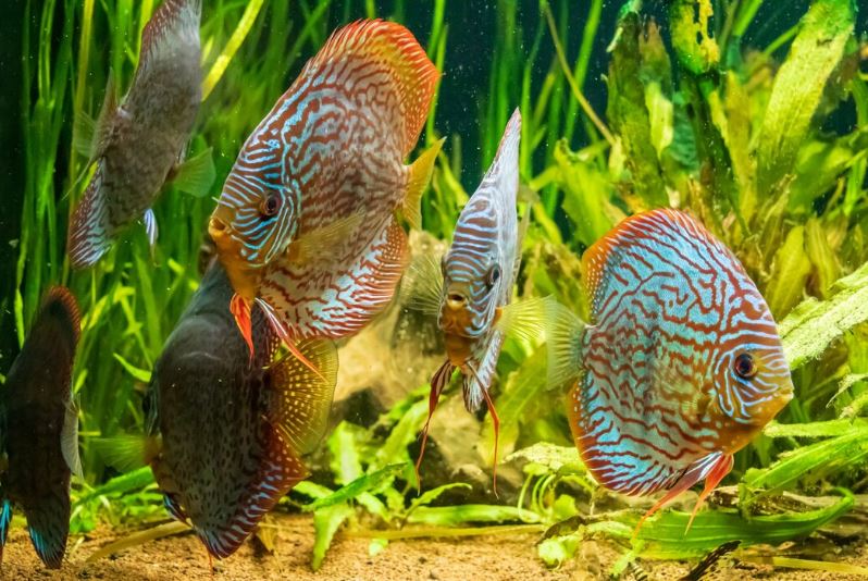 Where to buy tropical fish in Bristol