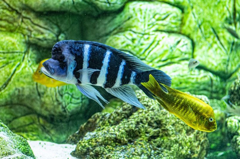 Where to buy tropical fish in Liverpool