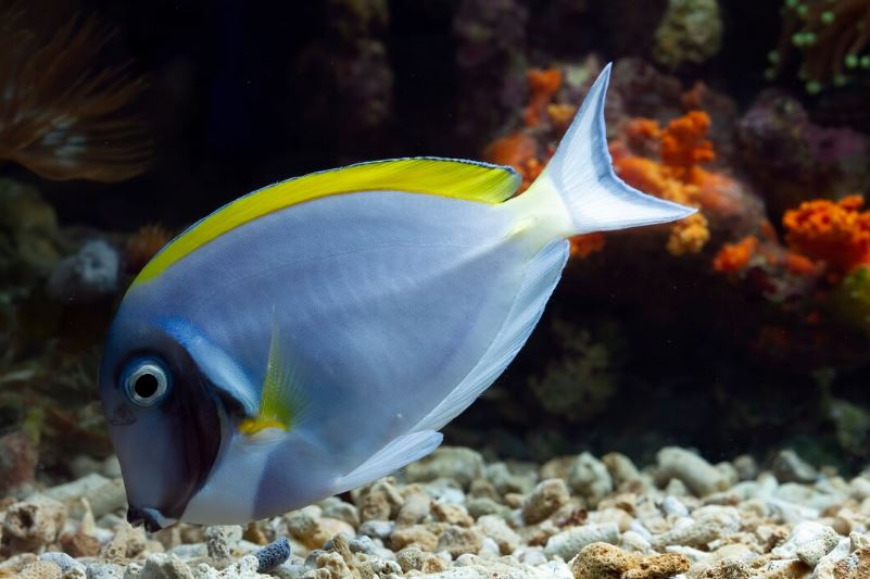 Where to buy tropical fish in Manchester