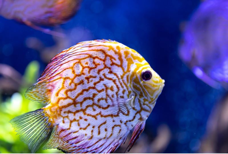 Where to buy tropical fish in Sheffield